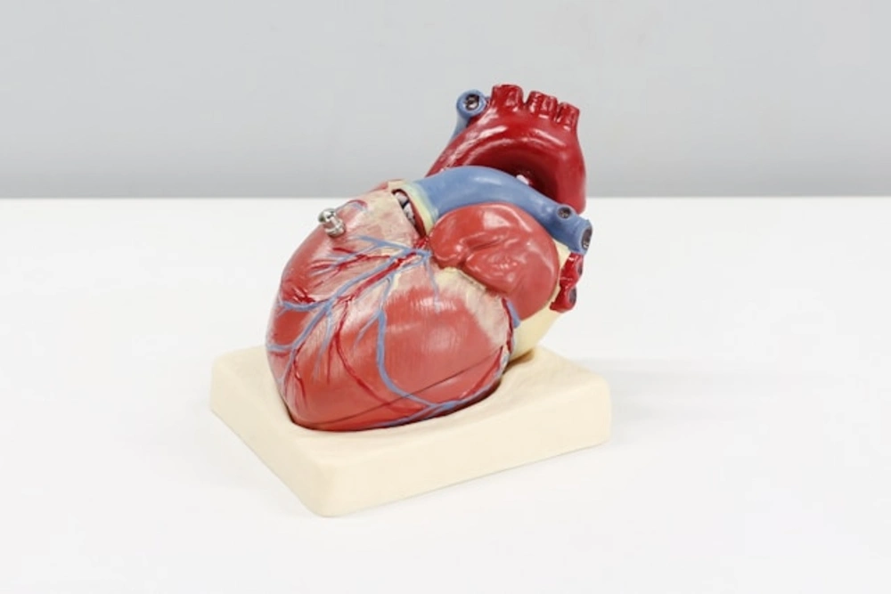 image of heart